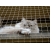 Reißfestes Premium Balkonnetz für Katzen und Kleintiere
