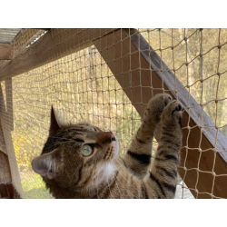 Balkonnetz für Katzen – sichere Montage ohne Bohren