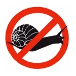 Schnecken Schnecken