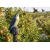 NO PEST Hawk Guard zum Schutz von Obstgärten und Pflanzen