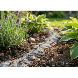 NO PEST Ameisenpulver zur Bekämpfung von Ameisennestern im Garten