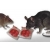 Ratimor Nagetierköder 1 kg mit Bromadiolon gegen Ratten und Mäuse